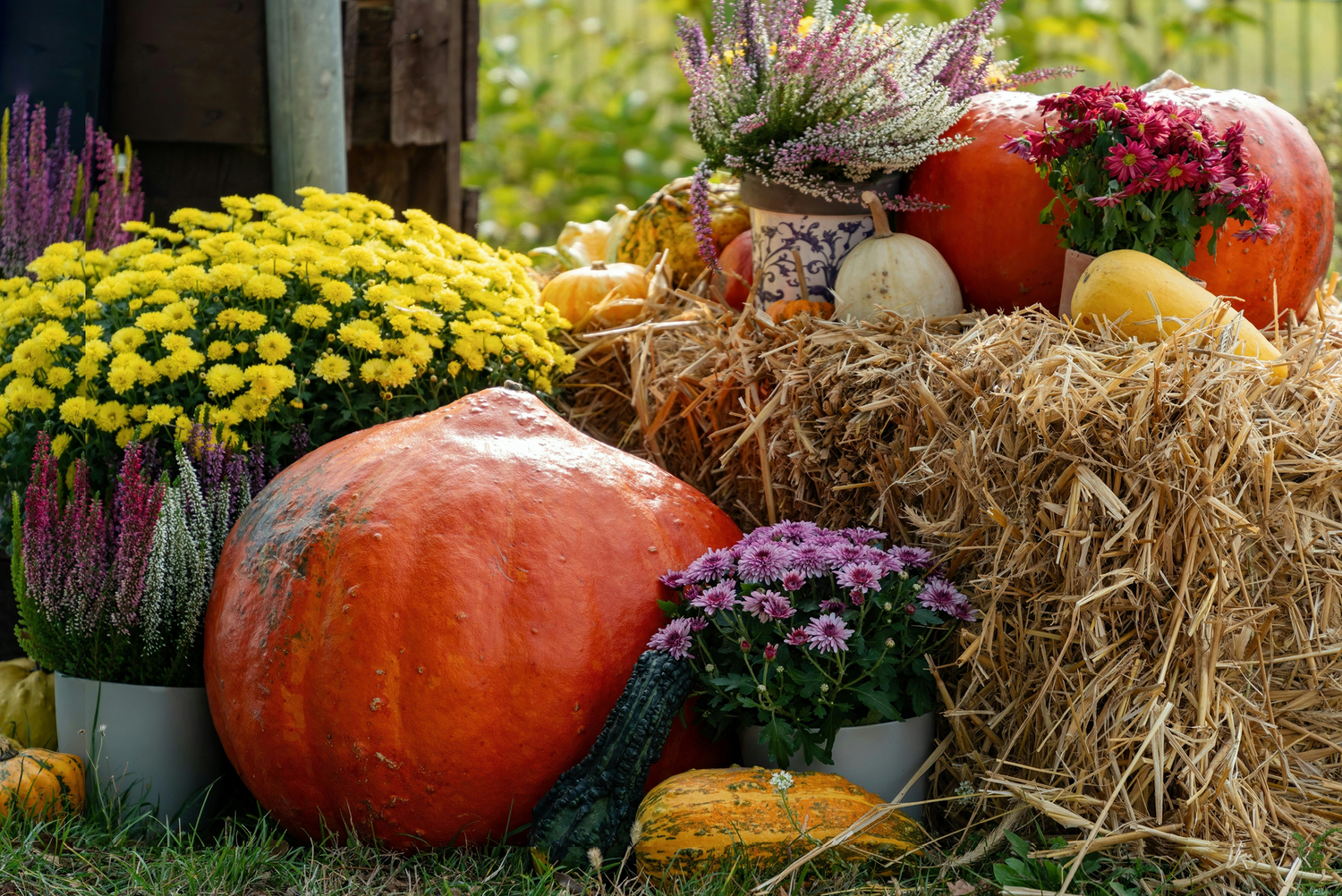 Que faire en automne dans son jardin ?